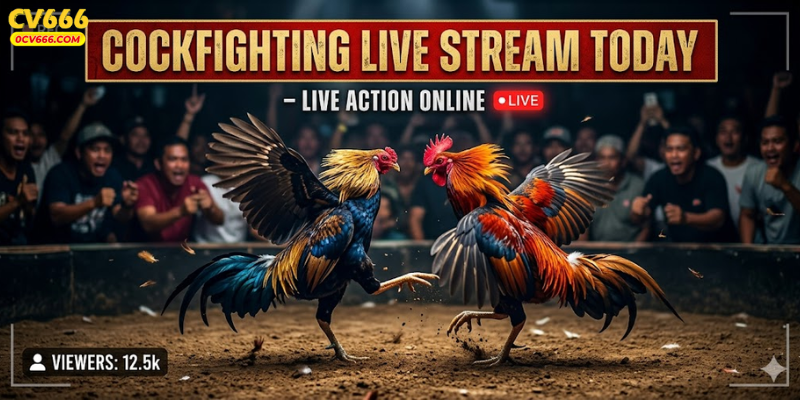 Cockfighting Live Stream Today – Live Action Online